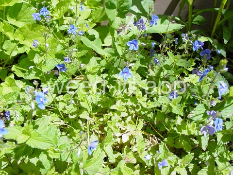 speedwell, germander